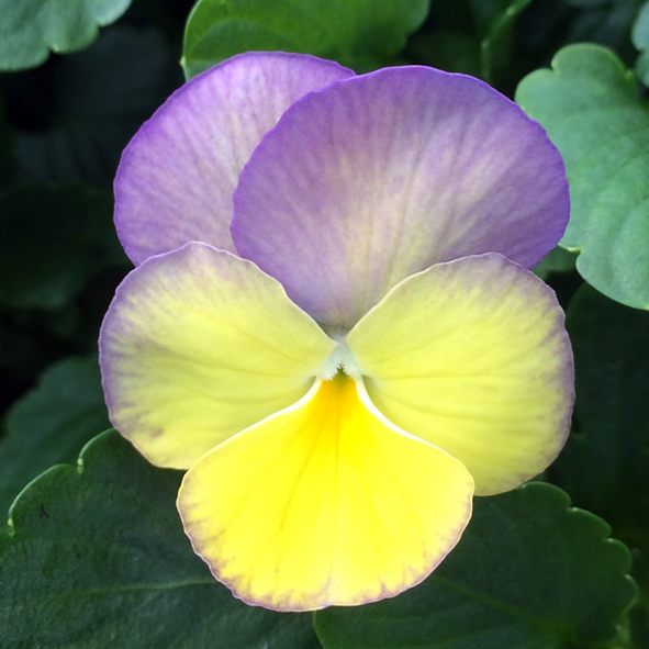 Victorian Viola Budgie